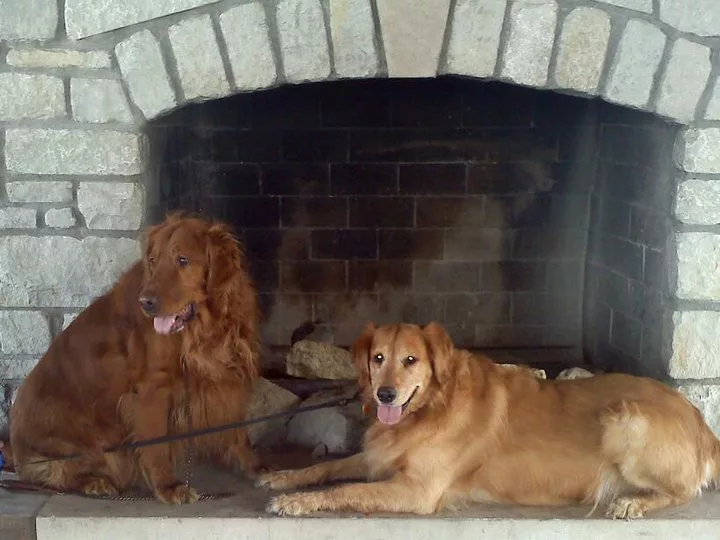 Cell phone picture of 2 golden retrievers by a fireplace